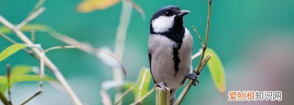 幼鸟吃什么食物能活，刚出生的幼鸟吃什么食物能活
