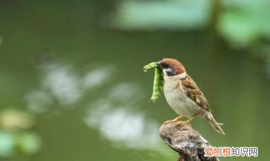 幼鸟吃什么食物能活，刚出生的幼鸟吃什么食物能活