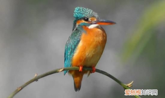 幼鸟吃什么食物能活，刚出生的幼鸟吃什么食物能活