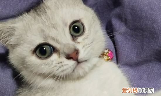 猫咪能感受到主人的悲伤