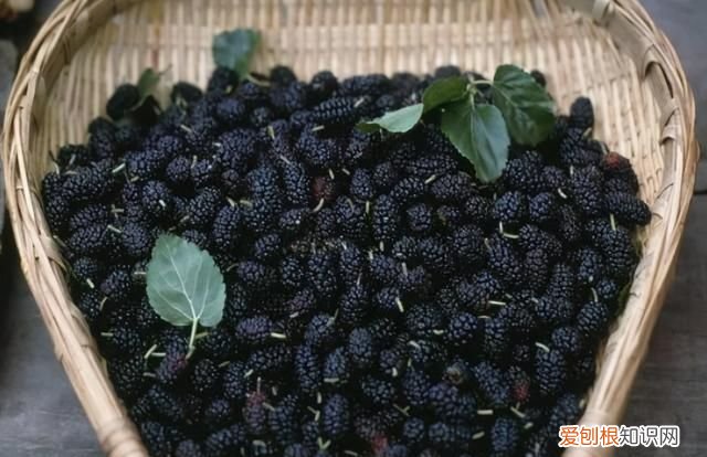 桑葚怎么洗才能消除虫卵