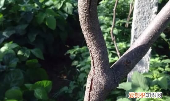 猕猴桃叶子怎么看公母，猕猴桃树苗怎么分公母图片