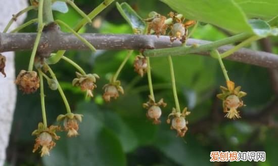 猕猴桃叶子怎么看公母，猕猴桃树苗怎么分公母图片