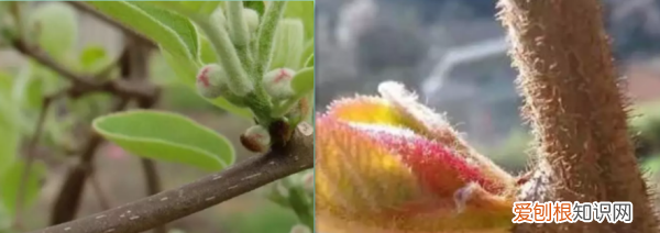 猕猴桃叶子怎么看公母，猕猴桃树苗怎么分公母图片