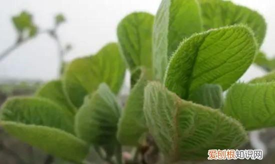 猕猴桃叶子怎么看公母，猕猴桃树苗怎么分公母图片