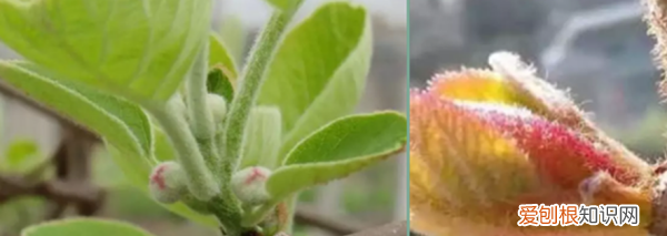 猕猴桃叶子怎么看公母，猕猴桃树苗怎么分公母图片