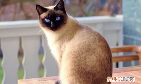 幼猫脱肛塞回去有伤害，幼猫拉屎脱肛又自己回去