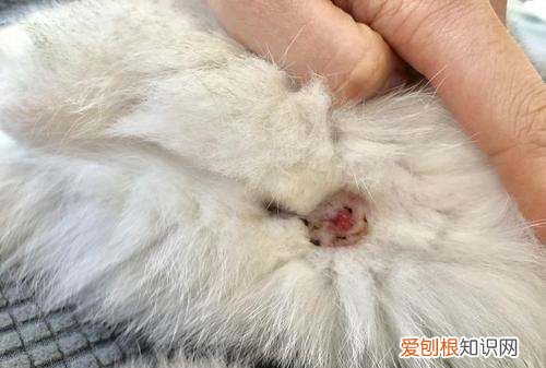 幼猫脱肛塞回去有伤害，幼猫拉屎脱肛又自己回去