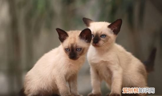 幼猫脱肛塞回去有伤害，幼猫拉屎脱肛又自己回去