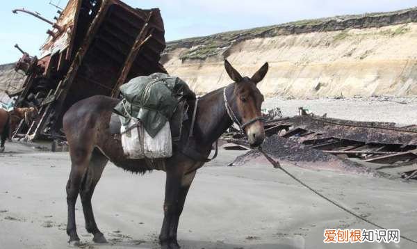 驴和马还骡子有什么区别，驴肉和骡子肉的区别是什么