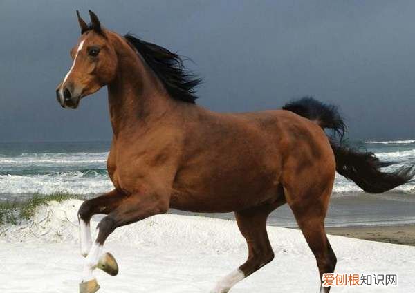 驴和马还骡子有什么区别，驴肉和骡子肉的区别是什么