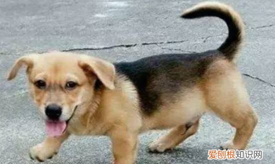 狗会感觉冷，狗狗一般多少度会冷会冻死吗