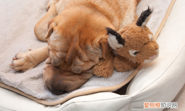 狗会感觉冷，狗狗一般多少度会冷会冻死吗