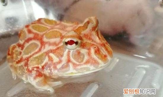 角蛙怎么喂食，幼角蛙喂什么容易开食