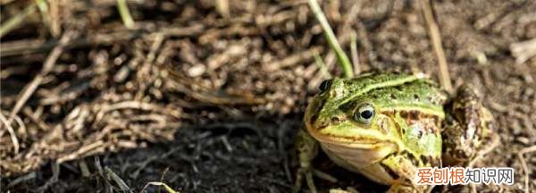 角蛙怎么喂食，幼角蛙喂什么容易开食