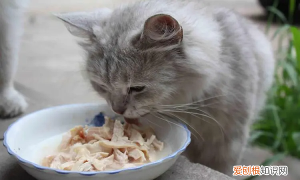 猫一天吃几顿，成年猫咪一天吃几顿饭最好