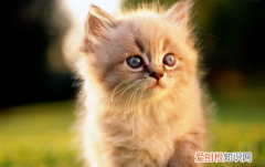 猫一天吃几顿，成年猫咪一天吃几顿饭最好