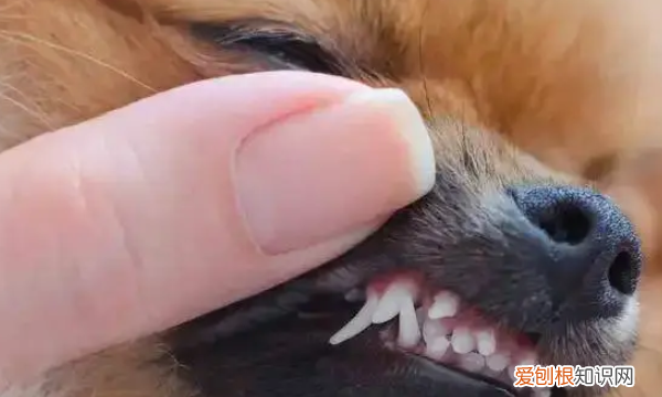 小狗几个月换牙齿，小狗换牙一般是几个月