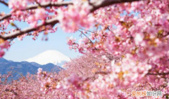 关于樱花告白的句子，浪漫樱花的唯美句子有哪些呢