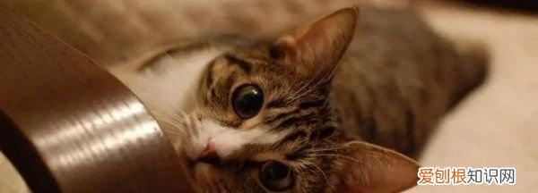 幼猫一天睡多久，小猫一天睡多久