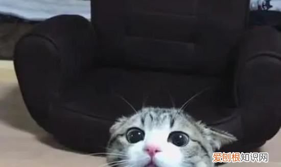 幼猫一天睡多久，小猫一天睡多久