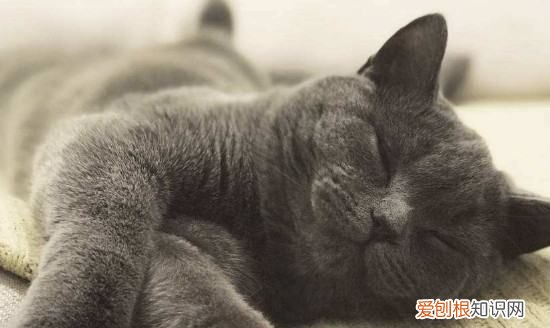 幼猫一天睡多久，小猫一天睡多久