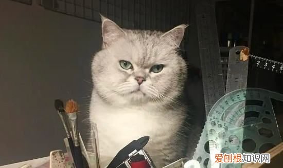 幼猫一天睡多久，小猫一天睡多久