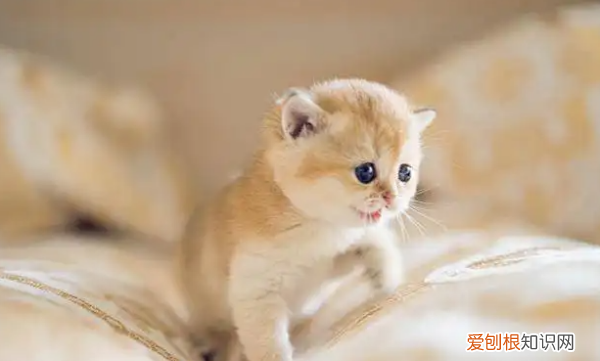 幼猫不会自己进食怎么办，幼猫不会自己吃饭怎么办