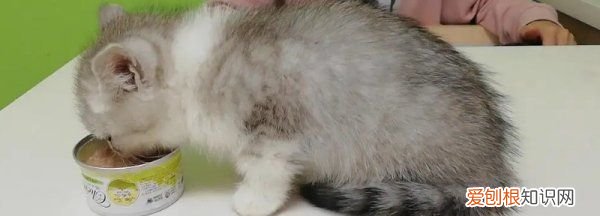 幼猫不会自己进食怎么办，幼猫不会自己吃饭怎么办