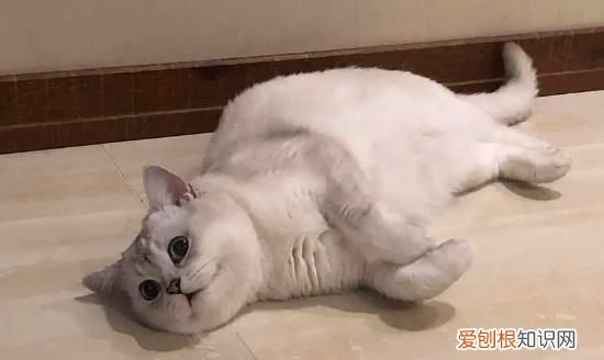 幼猫没驱虫可以睡床上，幼猫没有驱虫能放房间里吗