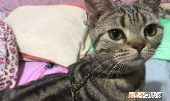 幼猫拉屎带血怎么回事，猫拉屎带血 这三种常见原因了解一下