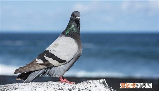 幼鸽多少天可以吃玉米，一个星期的小鸽子能吃玉米吗