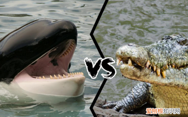 美洲豹打得过尼罗鳄，鳄鱼最怕的五种动物排名