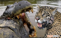美洲豹打得过尼罗鳄，鳄鱼最怕的五种动物排名