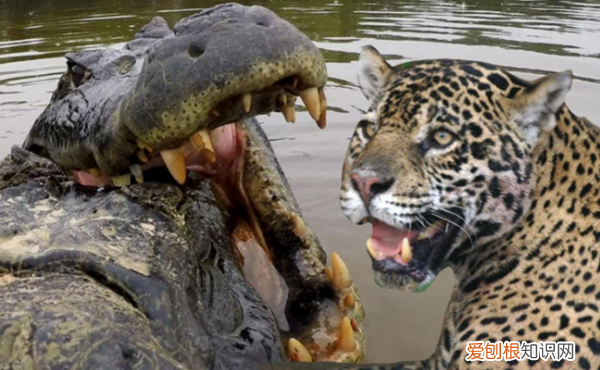 美洲豹打得过尼罗鳄，鳄鱼最怕的五种动物排名