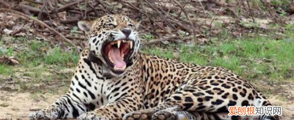 美洲豹打得过尼罗鳄,鳄鱼最怕的五种动物排名