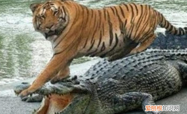 美洲豹打得过尼罗鳄，鳄鱼最怕的五种动物排名