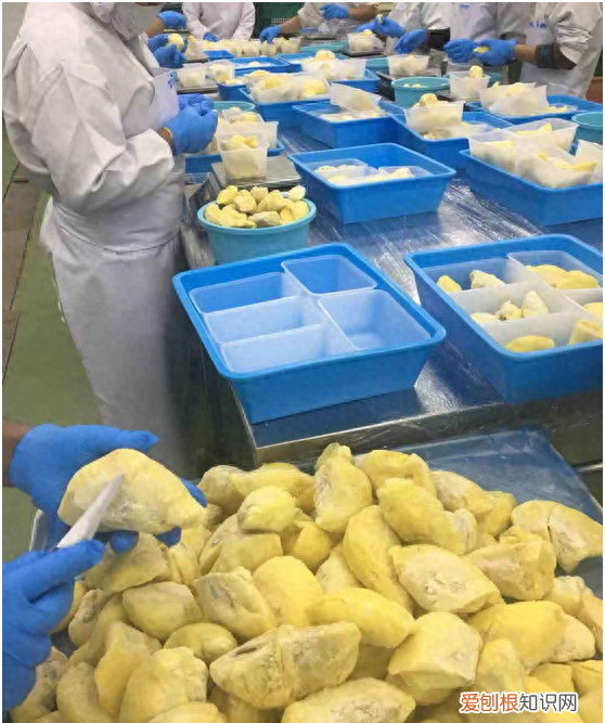 金枕头榴莲冻干泰奥琪 泰奥琪金枕榴莲