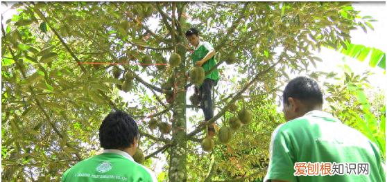 金枕头榴莲冻干泰奥琪 泰奥琪金枕榴莲