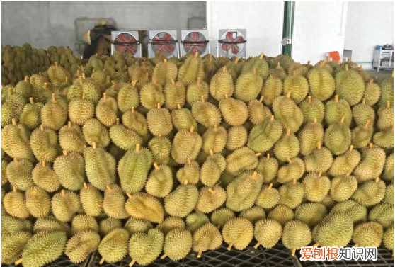 金枕头榴莲冻干泰奥琪 泰奥琪金枕榴莲