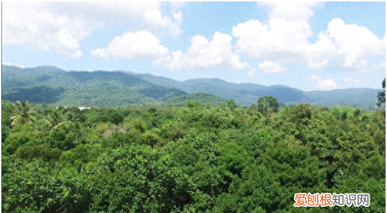 金枕头榴莲冻干泰奥琪 泰奥琪金枕榴莲