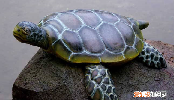 乌龟晒太阳晒多久,幼龟晒太阳一次晒多久