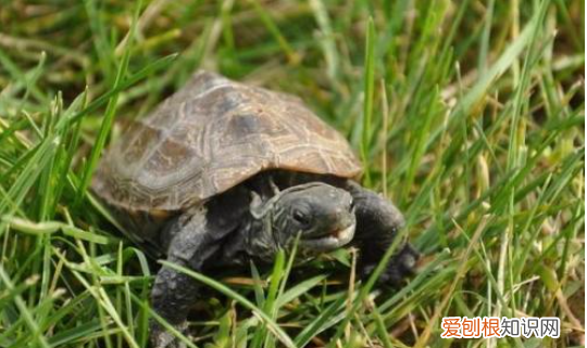 乌龟晒太阳晒多久,幼龟晒太阳一次晒多久