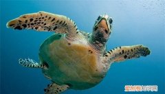 乌龟晒太阳晒多久，幼龟晒太阳一次晒多久