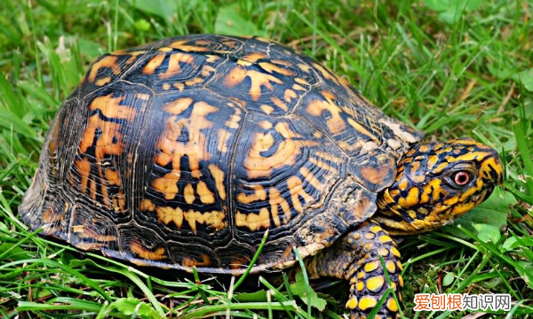 乌龟晒太阳晒多久，幼龟晒太阳一次晒多久