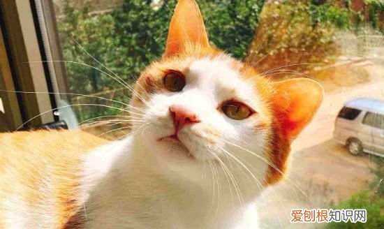 猫牙齿掉了会长出来，猫牙掉了还会长出来吗