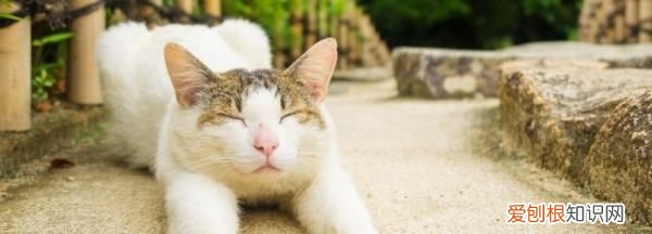 猫牙齿掉了会长出来，猫牙掉了还会长出来吗