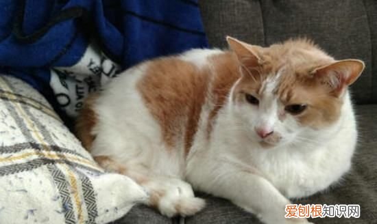 猫牙齿掉了会长出来，猫牙掉了还会长出来吗