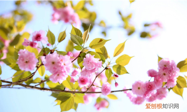 樱花几月落，樱花树落叶时间多长