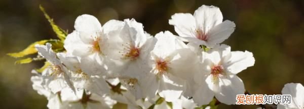 樱花几月落，樱花树落叶时间多长